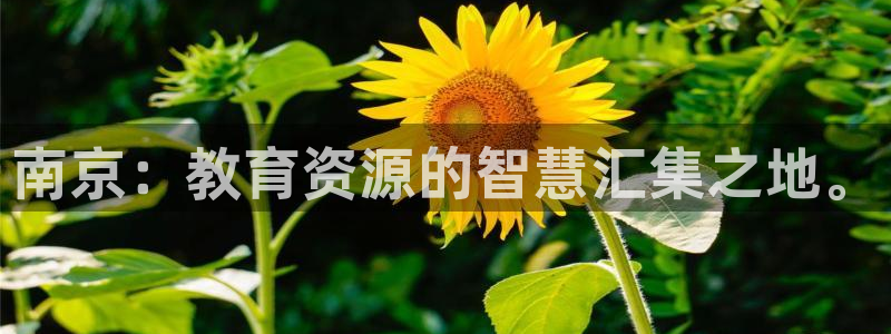 新宝5娱乐代理