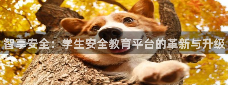 新宝5平棋牌