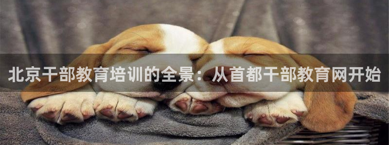 新宝5是什么